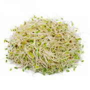 Bio Sprossen Wasabi, 80g