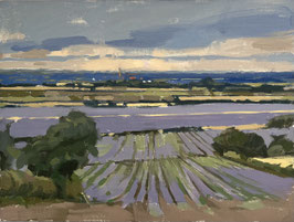 Violet fields at Leadenham