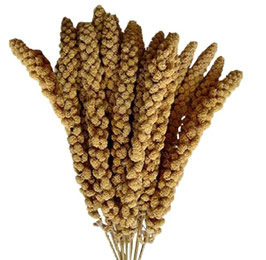 Grappe de millet