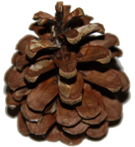 Pomme de pin naturelle