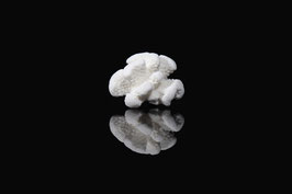 corail en habit blanc-30