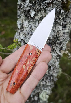 Sgian Dubh fixe -  loupe d'érable Negundo stabilisé rouge