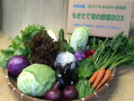 もぎたて旬の野菜セット