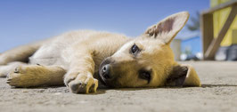 Ayurvedische Kräuterstempel Massage Hund