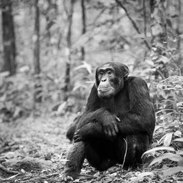 chimpanzee 2