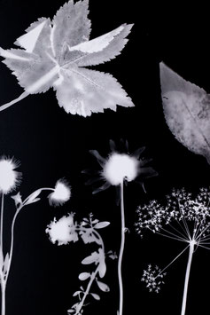 Fotogramme – Magie der analogen, kameralosen Fotografie
