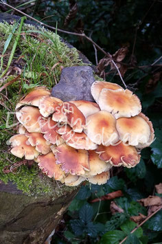 Pilze 2