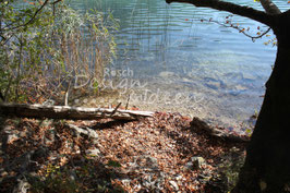Alpsee 1