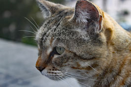 El Tigre 2