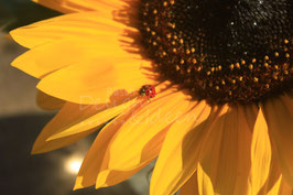 Sonnenblume mit Glückskäfer