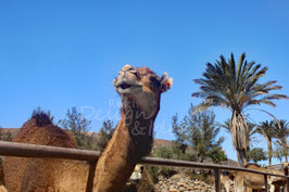 Kamel