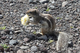 Atlashörnchen 2