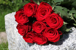 Rosenstrauss rot 1