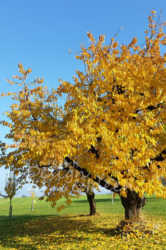 Herbstbaum gelb