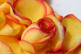 Rosenblätter orange 8