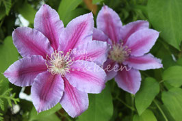 Clematis 1