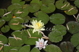 Seerose 2