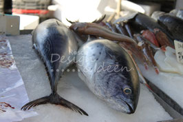 Fisch 1