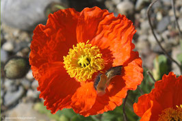 Mohnblume 4
