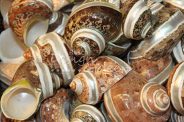 Muscheln 2