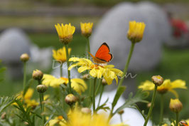 Feuerfalter auf Margerite