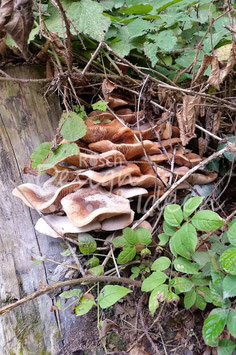 Pilze 3