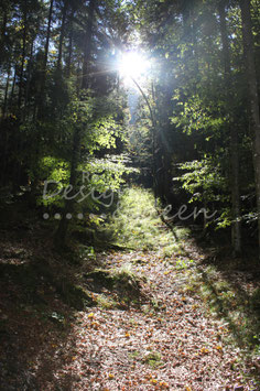 Zauberwald 6