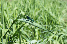 Libelle 2