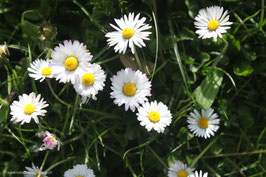 Gänseblümchen