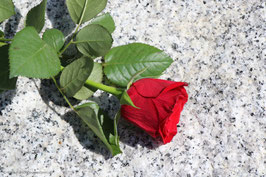 Rose rot 2