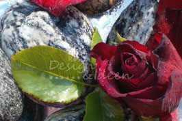 Rose auf Maggiastein 1