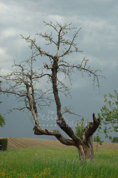 Toter Baum 1