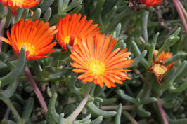Malephora crocera 1