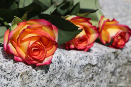 Rose orange 2