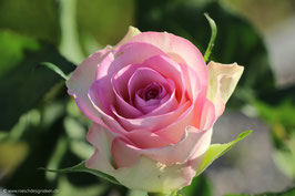Rose zartrosa 4