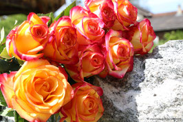 Rosenstrauss orange 3