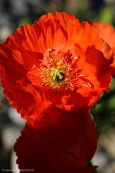 Mohnblume 5