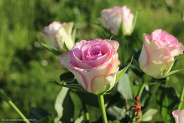Rose zartrosa 8