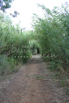 Sentier du Cougourlier 7