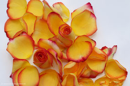 Rosenblätter orange 6
