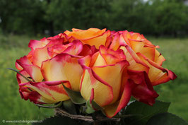 Rosenstrauss orange 1
