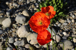 Mohnblume 2