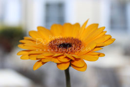 Gerbera 1
