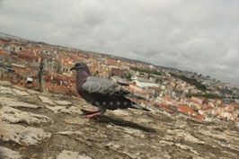 Taube über Lissabon
