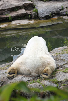 Eisbär 1
