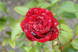 Rose im Regen 1
