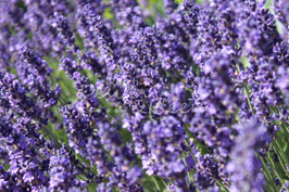 Lavendel 2