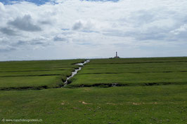 Westerhever Salzwiesen 1
