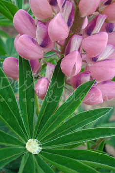 Lupine 1