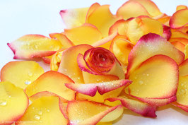 Rosenblätter orange 4